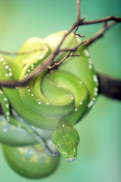 A coiled green snake blends into rain forest colors.