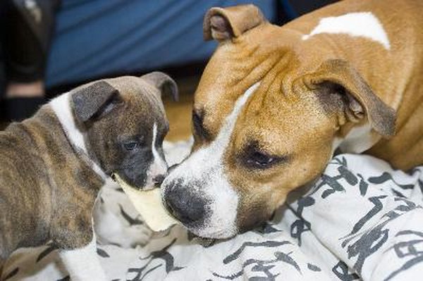 father and daughter image by BJ Productions from Fotolia.com Some AKC American Staffordshire terriers are double-registered with the UKC as American pit bull terriers.