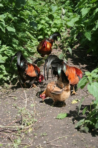 cockerels and chickens image by Jeroen de Haan from Fotolia.com The size and movements of chickens makes them interesting to dogs.