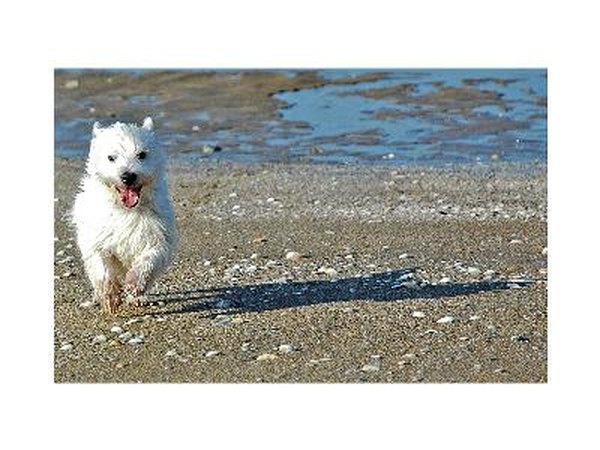 westie au galop image by patrick Normand from Fotolia.com Westies are active dogs that need daily exercise.