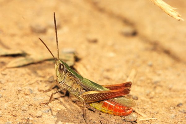 The rear of the grasshopper is the abdomen.