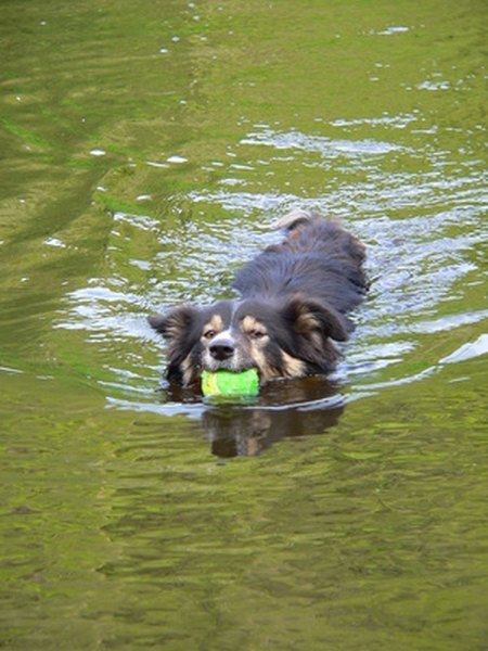 Dog swimming image by Kevin McGrath from Fotolia.com Once your dog learns to swim, you can teach him games or how to retrieve items from the water.
