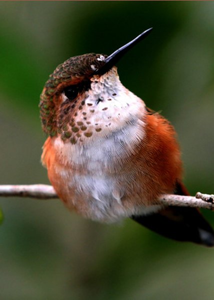 Hummingbirds are the world's smallest birds.