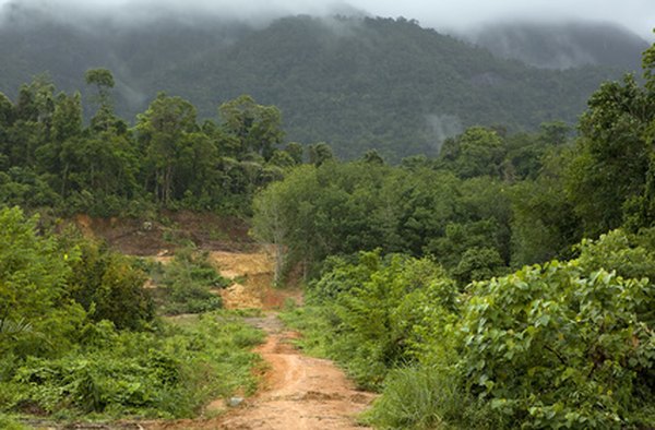 A rain forest showing misty rain in background