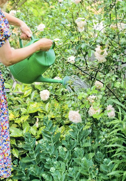 Overwatering plants can cause loss of color.