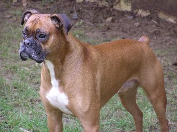 Common Boxer Breed Medical Problems - Pets