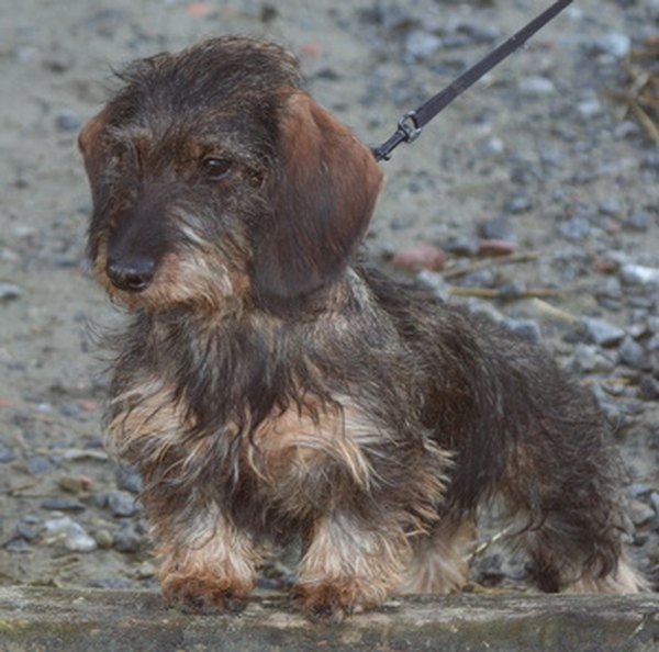 teckel image by valpictures from Fotolia.com This wirehaired dachshund needs grooming to shorten the fur to about one-half inch.