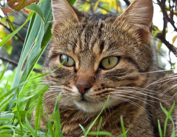 Why Does a Neutered Male Cat Still Spray? - Pets