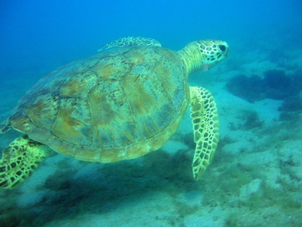 Sea turtles eat sea grass.