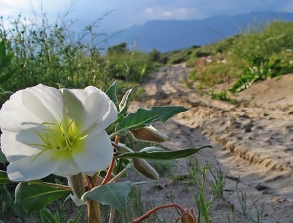 Many flowers call the desert home.