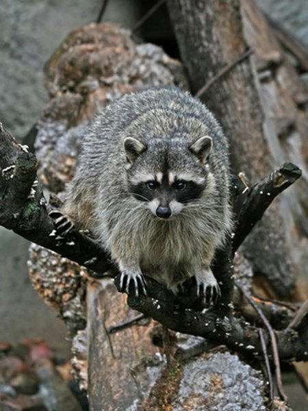 raccoon on a branch. image by wrangler from Fotolia.com Bluetick coonhounds have a cold nose, meaning they are able to follow older tracks than hot nosed hounds.