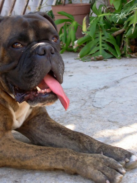 dog (boxer) image by inacio pires from Fotolia.com Regular brushing helps prevent dental problems.
