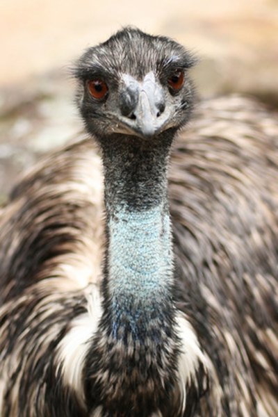 Emus are the one of the tallest birds on earth.