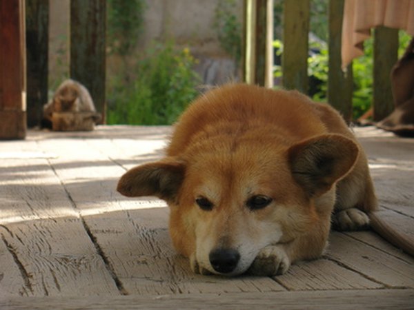 Dog_thinking image by spivak from Fotolia.com The Pembroke Welsh corgi can be traced back to working dogs of the 10th century.