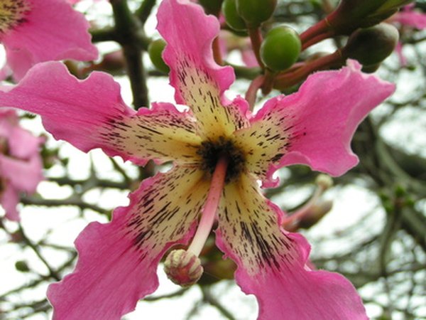 The kapok flower provides nectar for honey bees.