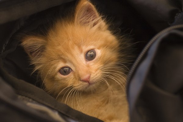 small cat looking through the bag image by petar Ishmeriev from Fotolia.com Cats can easily fly as cabin passengers.