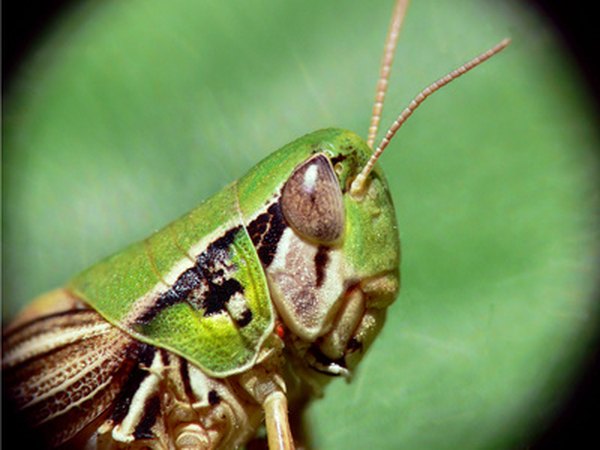 Grasshopper heads feature large eyes, generally short antennae, chewing mandibles and plate-like pronotum.