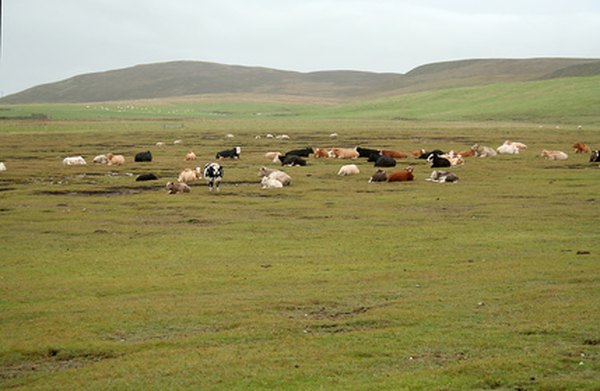 Some temperate grasslands have been severely damaged by overgrazing.