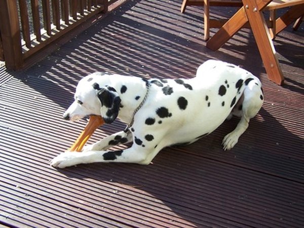 chewing dalmatian image by Kevkel from Fotolia.com Dalmatians require special care to avoid health and behavioral problems.