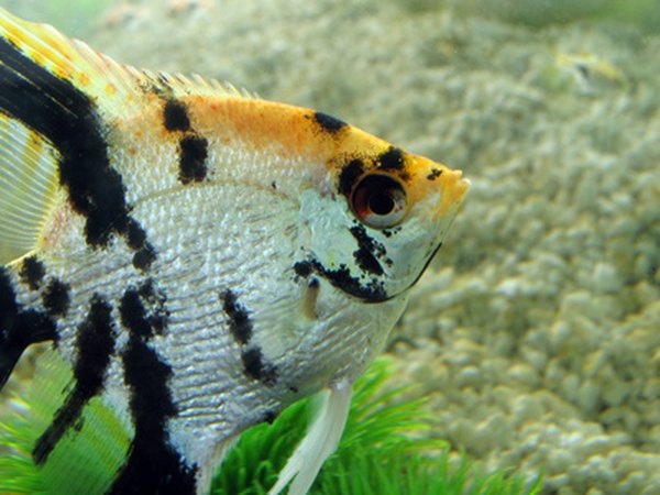 what-types-of-cichlids-can-live-with-angelfish-pets