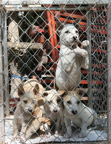 Puppies kept in bad conditions image by siart from Fotolia.com Puppies are sometimes housed at animal shelters.