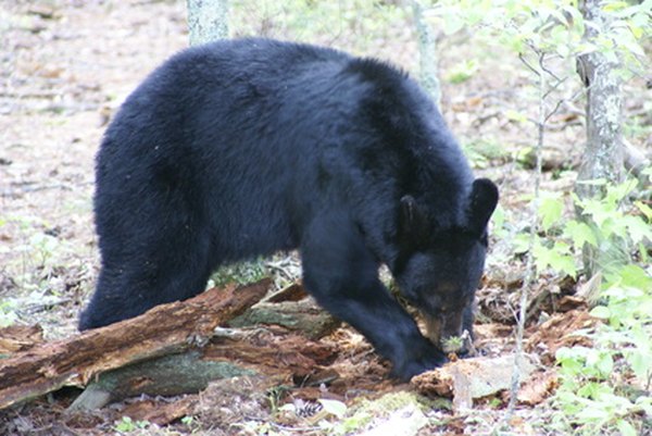 Black bear digging for food