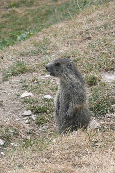 How To Get Rid Of Groundhogs Moles And Gophers HomeSteady how-to-get-rid-of-groundhogs-moles-and-gophers-homesteady