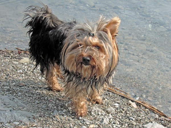 What Makes Yorkshire Terriers Itch & Scratch a Lot? - Pets