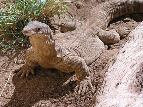 Goanna lizards can attack koalas on the ground.