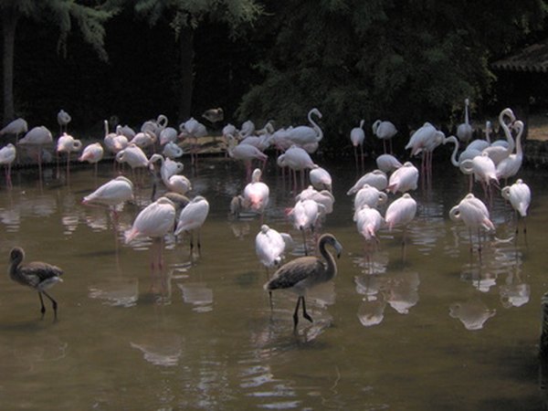 Flamingos prefer shallow water.