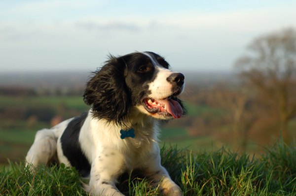 How To Groom A Springer Spaniel Daily Puppy Springer Spaniels Should Be Brushed Often To Prevent Mats From Developing In Their Coats