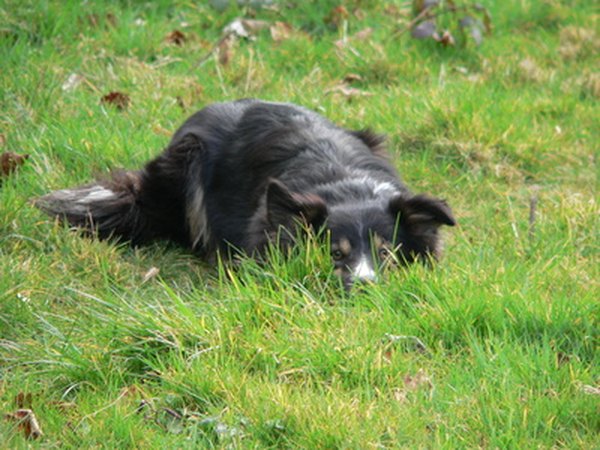 dog in field image by Kevin McGrath from Fotolia.com A working-bred dog with no work to do may learn to enjoy lying in wait to ambush a passing car.