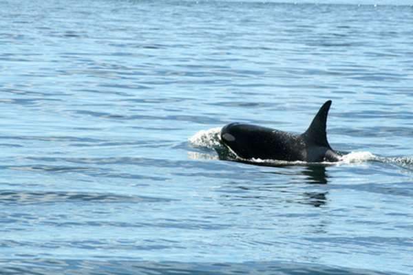 Orcas are one of sea lions' major predators.