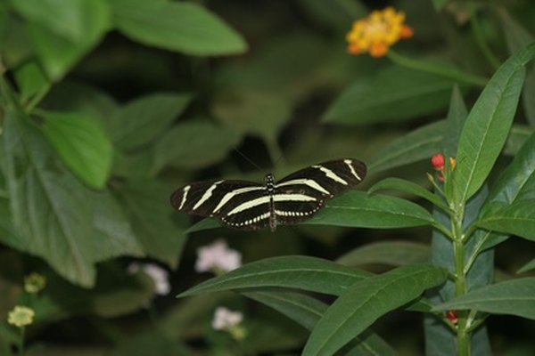 Butterfly seeking nectar from rain forest undergrowth flowers