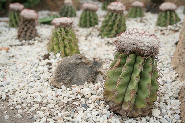 The cactus stores water by opening its pores at night instead of during the day.