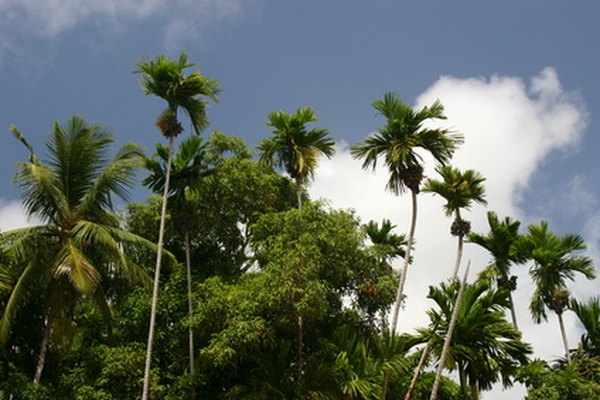 The tropical rain forest is a familiar type of biome.