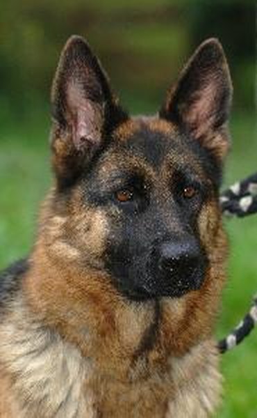 Schäferhund image by mhp from Fotolia.com A pedigree chart shows your dog's family tree.
