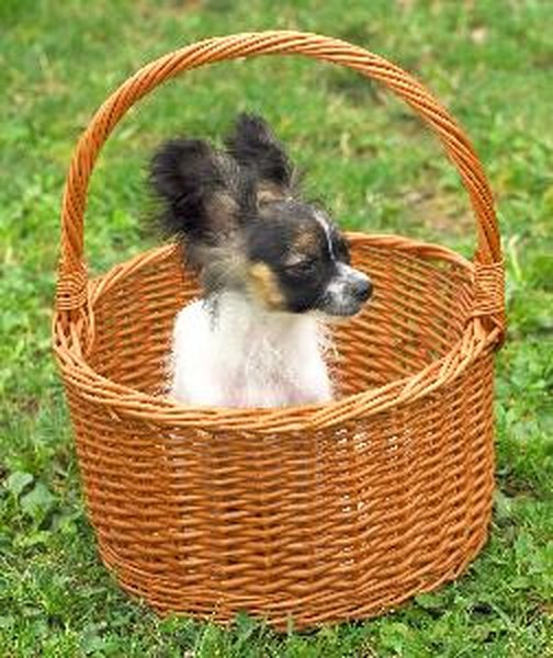 papillon image by muro from Fotolia.com A papillon will shed his puppy coat out before getting his adult coat.