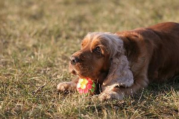 Cocker spaniel image by Stana from Fotolia.com Cocker spaniels have long, wavy coats that require regular brushing to control shedding.