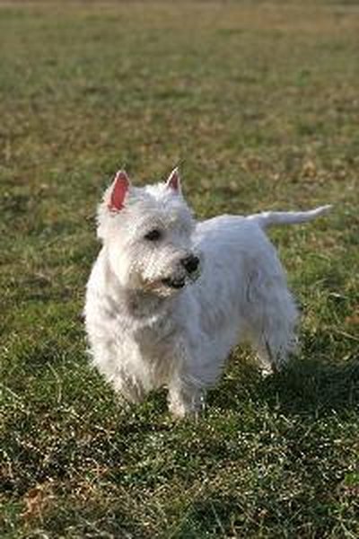 White Dog image by Stana from Fotolia.com Routine grooming maintenance will keep your white dog white.