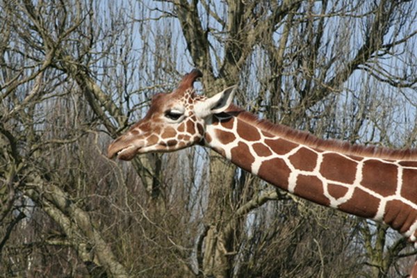 Giraffes can be found munching on leaves as part of their herbivore diet.