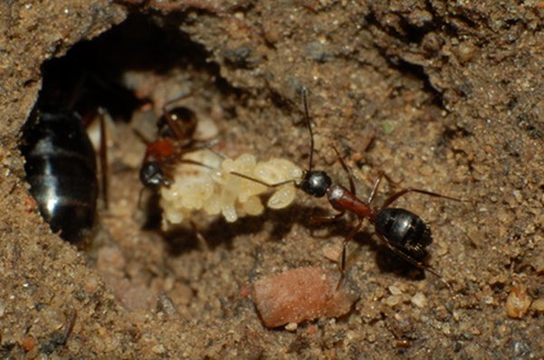 Ant eggs being tended to by workers.