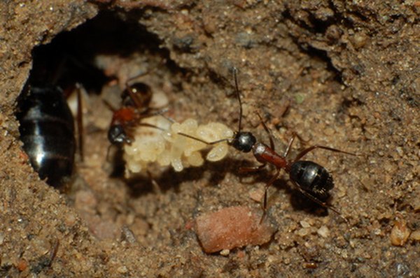 Queen Ant Eggs