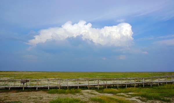 Grasslands are found in Asia, the Americas and Europe.