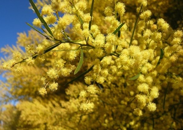 Golden wattle blossoms are the national flower of Australia.