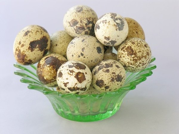 Bobwhite quail eggs