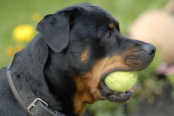 chien jouant image by AlcelVision from Fotolia.com Active play promotes good canine behavior.