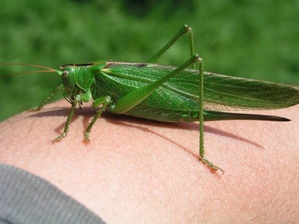 Two sets of shorter legs, one set of larger legs and two sets of wings are all part of the thorax.