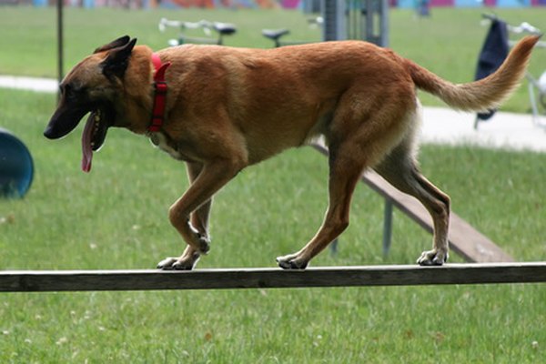 dog show image by agno_agnus from Fotolia.com Teaching your dog a variety of tricks can help him get a role in television commercials.