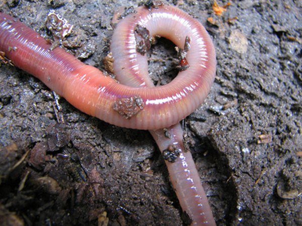 Worms are very well-known decomposers that turn decaying organic matter into nutritious soil for plants.